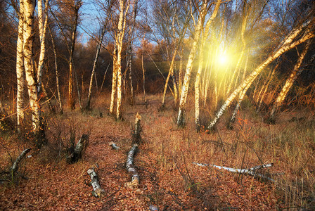 日落时的森林自然构成森林图片