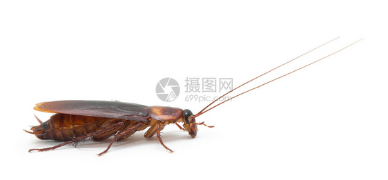 白色背景中孤立的蟑螂图片