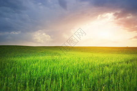 绿草地和阳光自然的构成图片