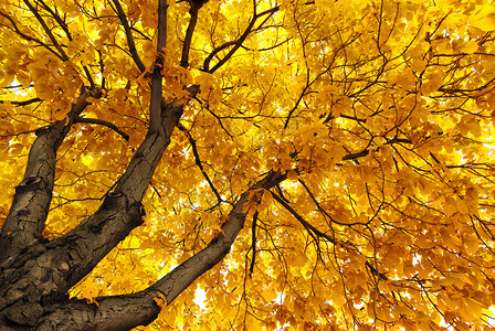 在大秋树下自然的构成图片