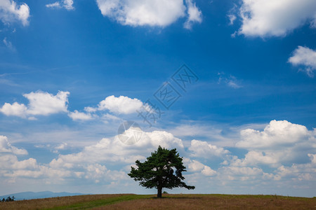 在青云天空的夏日露孤树背景图片