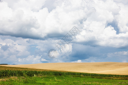 绿色玉米田和蓝天空图片