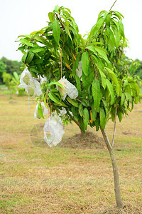 泰国芒果树图片