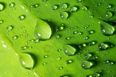 绿叶上的水滴图片