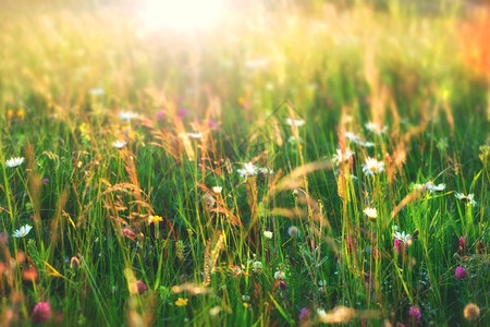 美丽的夏日阳光明媚花田背景草地上有一朵卡米的花图片