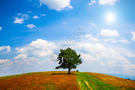 在青云天空的夏日露孤树背景图片