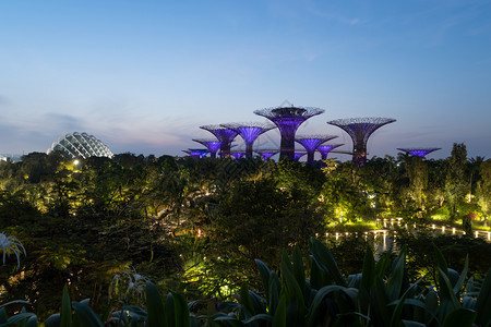 超级树林园晚上在新加坡市玛里娜湾海旁的花园图片