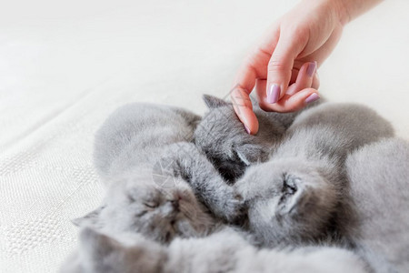 女人手摸一只可爱的灰色睡猫英国短发手摸一只睡猫图片