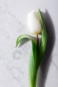 大理石背景的一朵白花妈图片