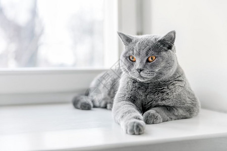 高贵的骄傲猫躺在窗台上英国短发蓝灰毛图片