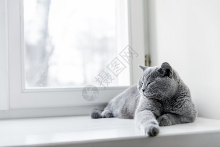 高贵的骄傲猫躺在窗台上英国短发蓝灰毛背景图片