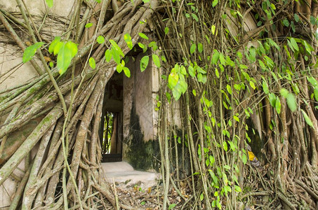 根树吸收废墟的树根在泰河殿普勒图片