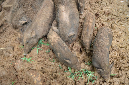 肮脏的猪在泥土中埋伏图片