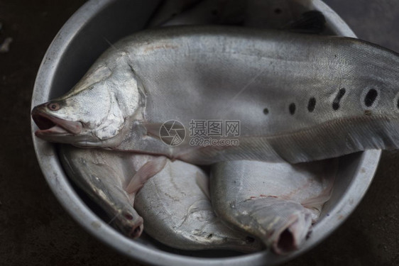 老挝市场鲜鱼图片