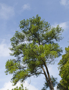蓝天下的松树图片