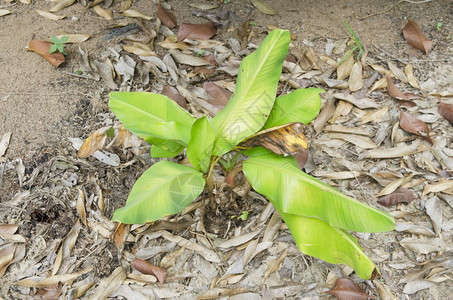 香蕉树地上有棵香蕉树图片