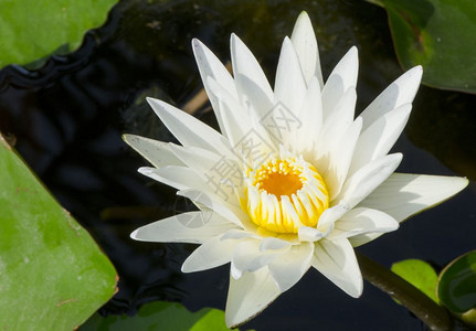 美丽的白莲花背景图片