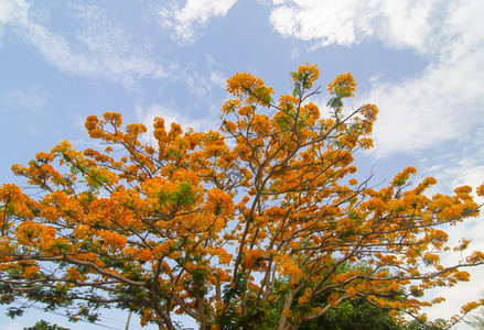 皇家Poinciana树DelonixRegiaaka火焰树或孔雀花图片