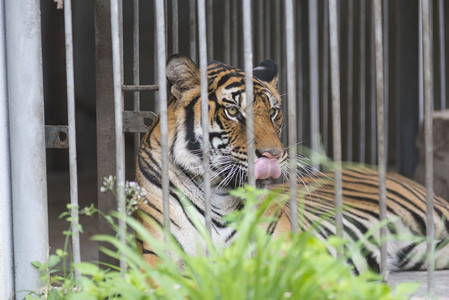 笼动物园中的孟加拉虎图片