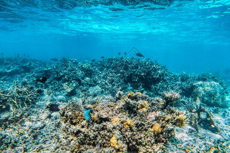 马尔代夫印度洋的海底珊瑚礁和鱼类马尔代夫的热带绿石水马尔代夫的印度洋海底珊瑚礁和鱼类图片