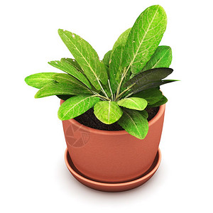 3D表示在白色背景上分离的家用棕色陶瓷花盆中的绿色索瑞尔植物图片