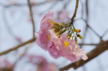 塔贝比亚花的粉红地毯图片