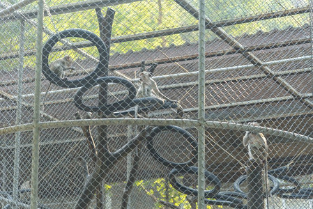 笼子里的野猴图片
