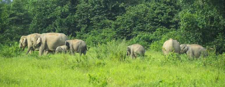 泰国基布里家公园的大象图片
