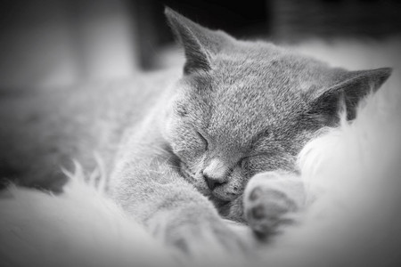 英国短发小猫蓝灰皮毛白的小可爱猫图片