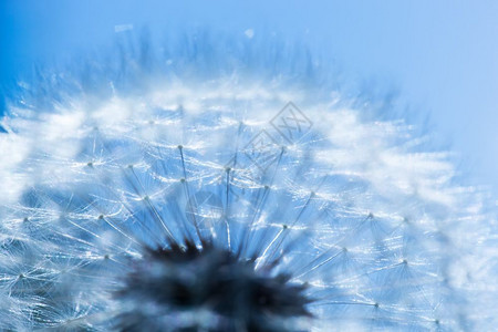 蓝天空背景的花朵关闭春天主题花朵关闭蓝天空春背景图片