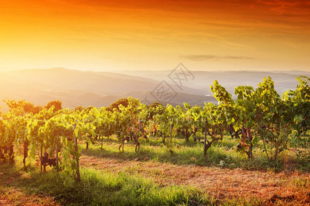 意大利托斯卡纳的葡萄园日落时画的葡萄园开托斯卡纳的葡萄园日落时开葡萄图片