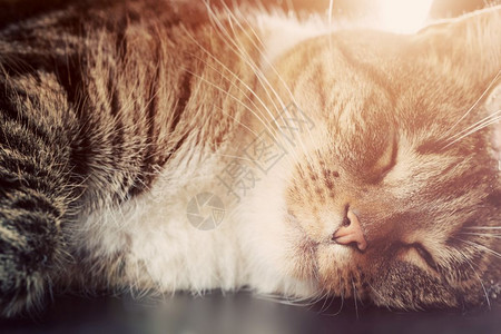 可爱的小猫睡觉快乐的表情光耀斑可爱的小猫系列图片