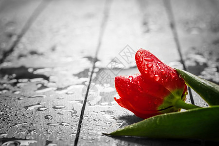 鲜红色的郁金香花在木头上湿的早露春浪漫爱情概念人节和日但也可能是心碎的鲜红郁金香花在木头上湿的早露图片