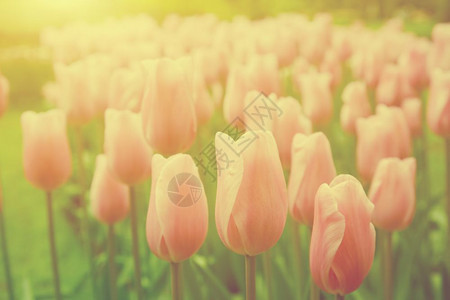 在春天阳光明媚的白花园里有粉红色的郁金香花图片