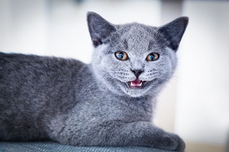 英国短发小猫长着蓝灰皮毛的小猫长着牙的可爱猫长着蓝灰皮毛的英国短发小猫图片