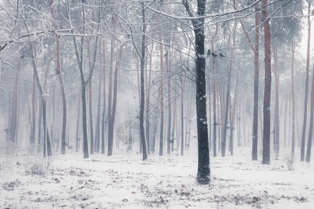 乌鸦坐在冬季森林的雪树上图片