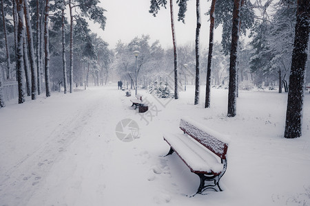 清晨冬季雪公园的班刀图片