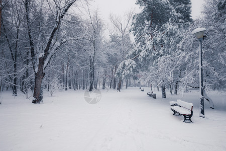 清晨冬季雪公园的班刀图片