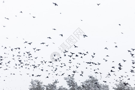 一群鸟儿在雪天上飞来去图片