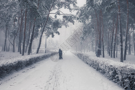 冬季寒雪城市公园小巷中满是积雪的树木图片