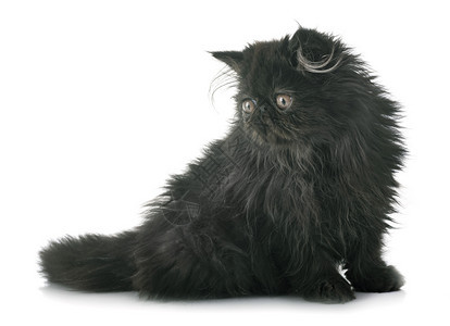 白色背景面前的黑百塞小猫图片
