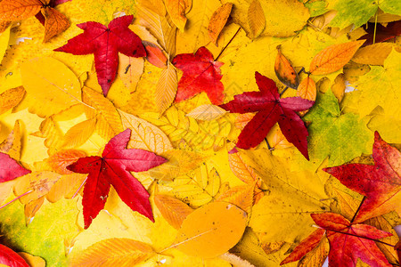 秋叶背景秋叶植物群高清图片素材
