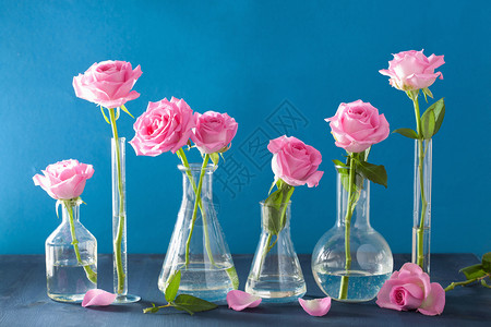 紫蓝色化学火瓶中的粉红玫瑰花图片