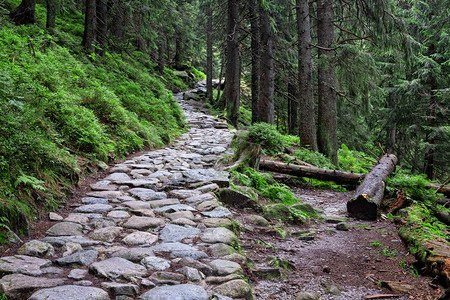 山上绿色夏月森林的落岩登山之路图片