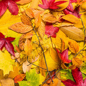 秋叶背景秋叶季节性的高清图片素材