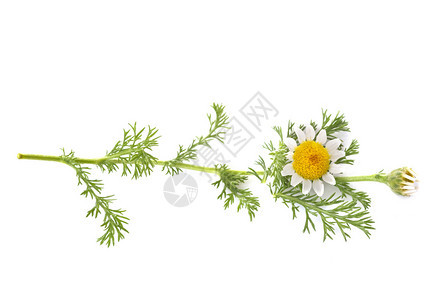 白色背景面前的canmomile花朵图片