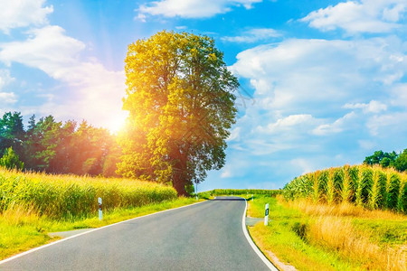 景色夏的农村自然观视着美丽的绕风郊区道路在日落时有孤独的树森林或木田地和草原有金色的太阳光有蓝色的天空丰盛云彩背景图片