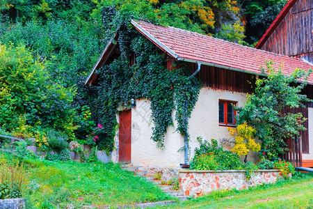 国内墙壁上绿和常春藤长满青绿和的棚屋家或谷仓的古老小屋房或谷仓的夏季景背景图片