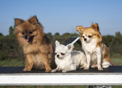 三只小狗湿地坐在敏捷的斜坡上图片