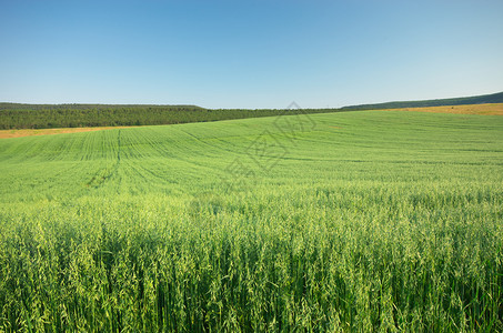 燕麦草自然成分图片